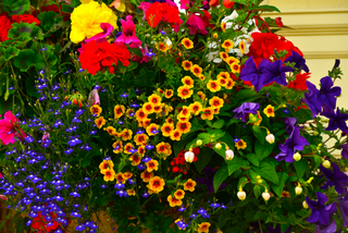 Mixed garden plants in a hanging basket